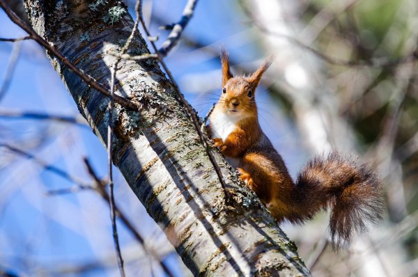 Белка Лесная