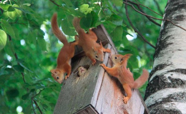 Животные весной