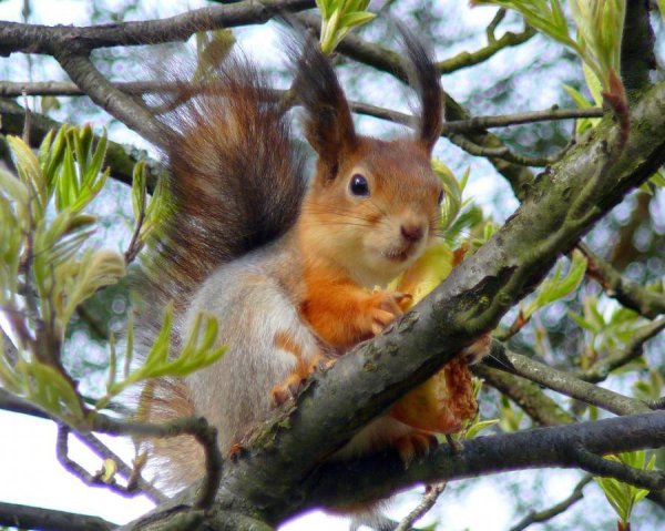 Белка Весна