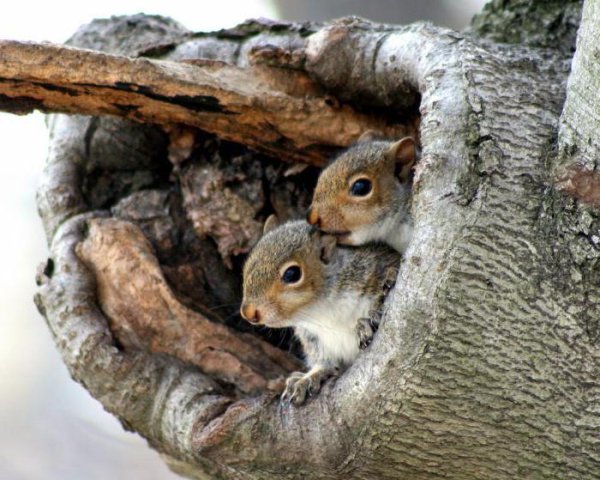 Обои на рабочий стол Белочка