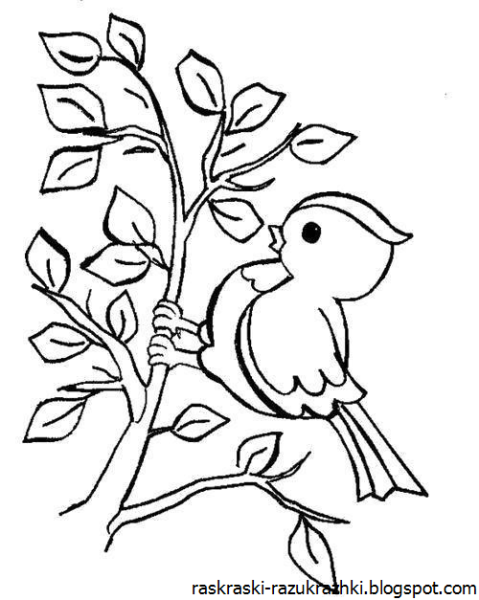 Птицы раскраска для детей