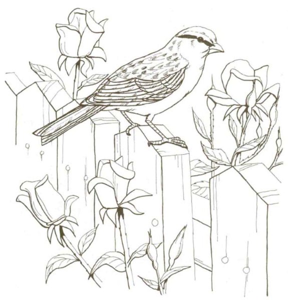 Птицы задания для дошкольников