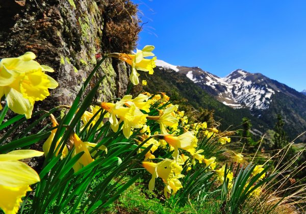 Нарциссы в Швейцарии