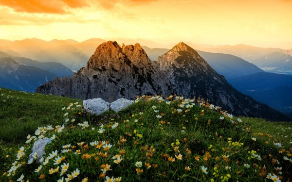 Чимган тюльпаны