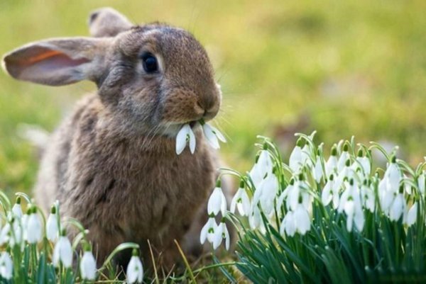 Животные ранней весной