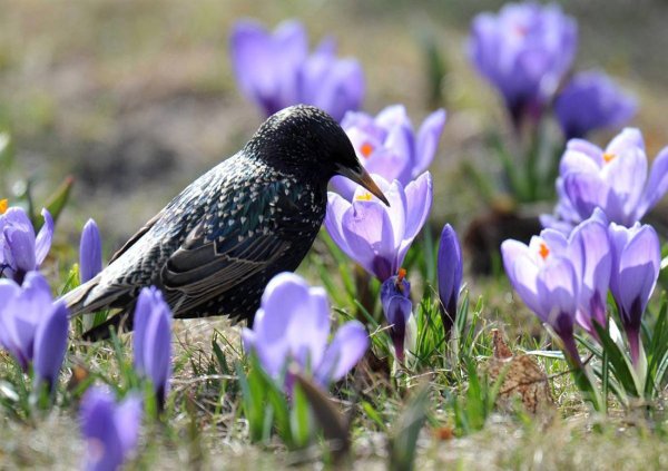 Звери весной
