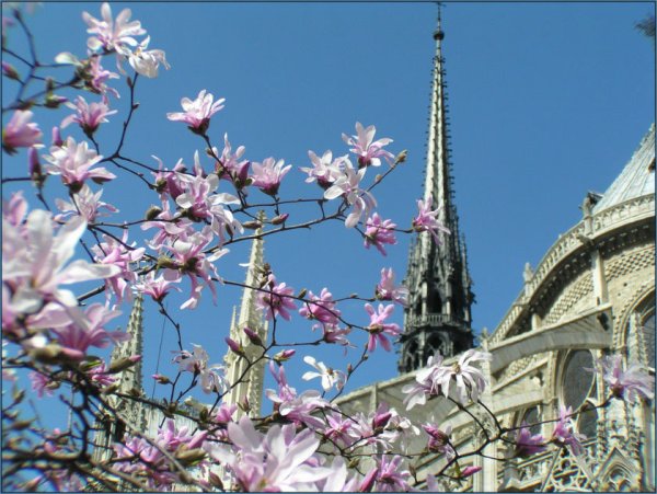 Фон Париж Весна