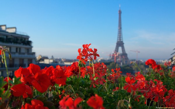 Цветение Сакуры в Париже