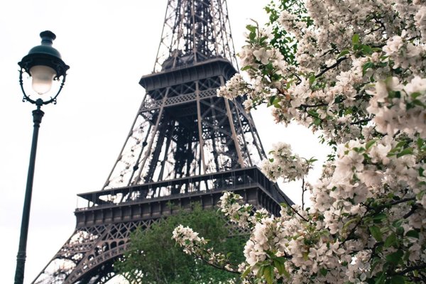 Цветение Сакуры в Париже