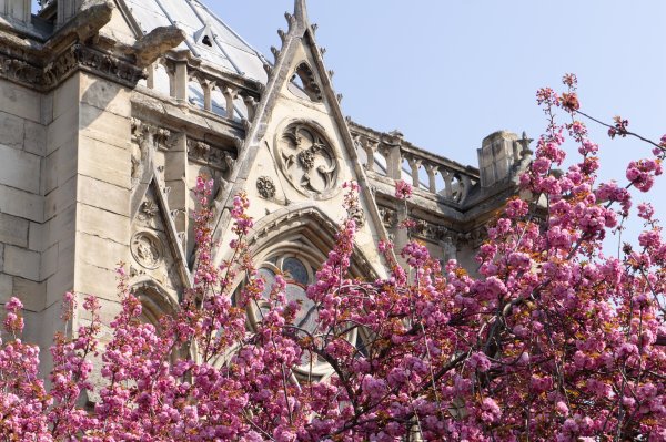 Жаккаранда Париж
