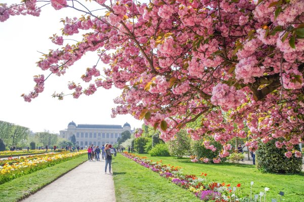Сады Тюильри в Париже Весна
