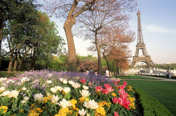 Цветение Сакуры в Париже