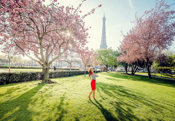 Весенняя Магнолия Париж