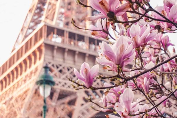 Сакура в Париже