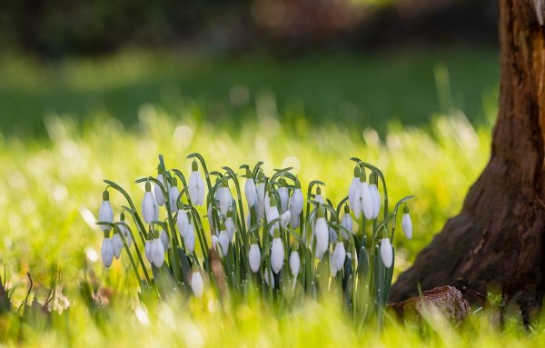 Весна фото красивые природа