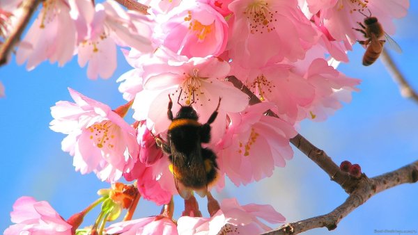 Пчела цветок Сакуры