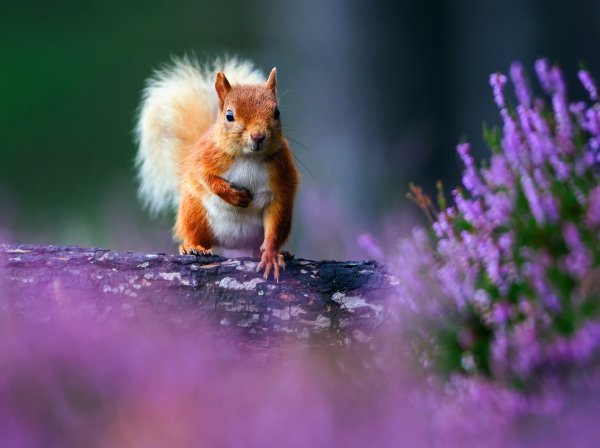 Природа и животные