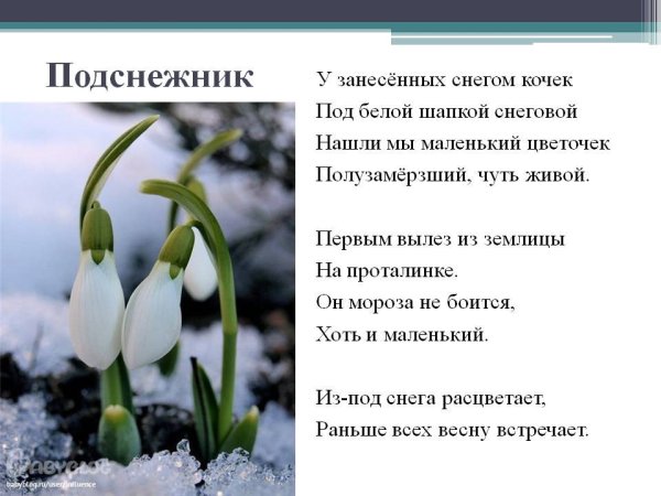 Стихотворение а н Плещеева Весна