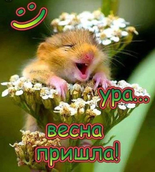 Смешные поздравления с весной