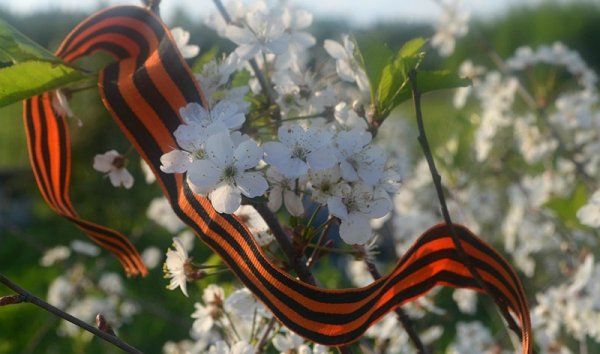 Сирень Победы 1945