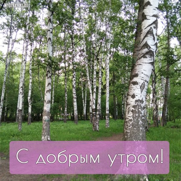 С добрым утром березы