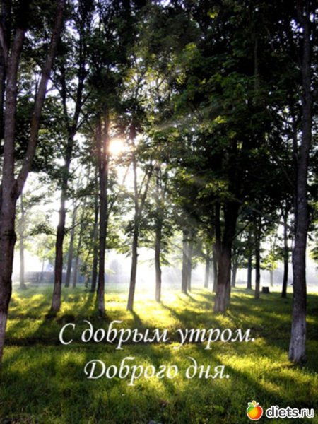 Открытки с добрым утром лес