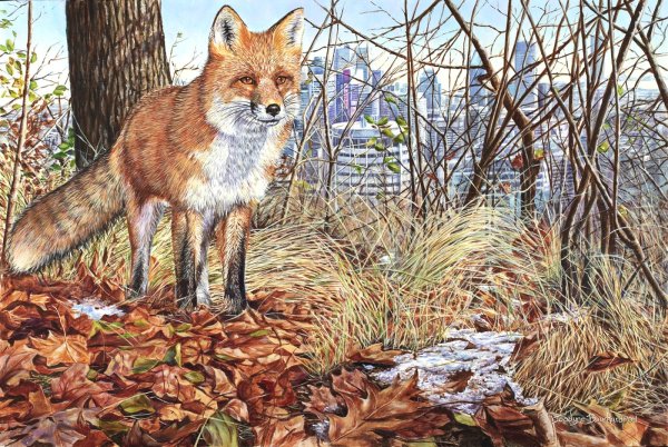 Картина лисы для детей