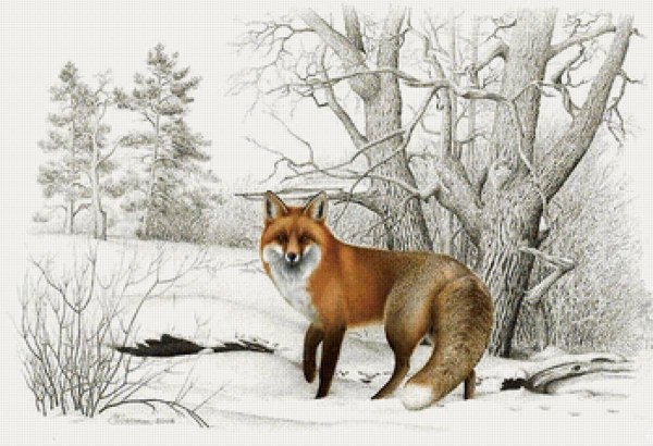 Лисы в лесу Графика