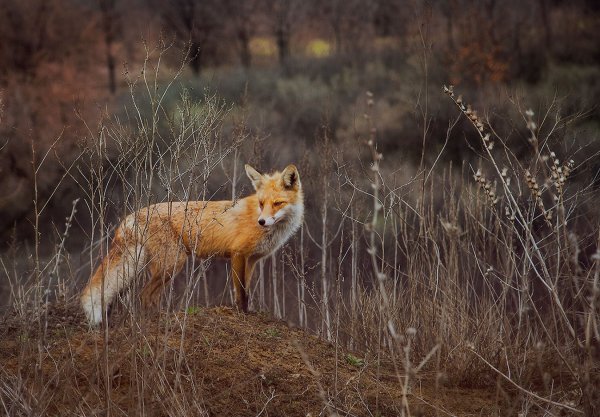Лиса весной в лесу