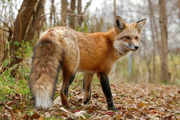 Пейзаж с лисами