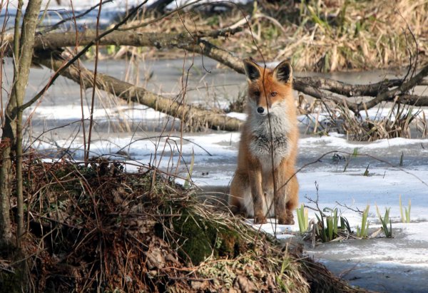 Лиса с лисятами весной