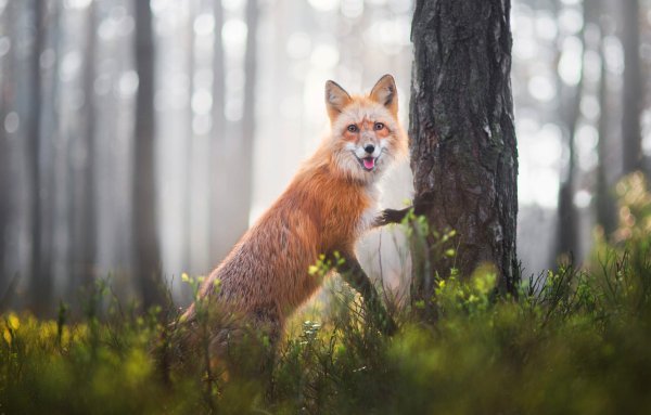 Животные летом