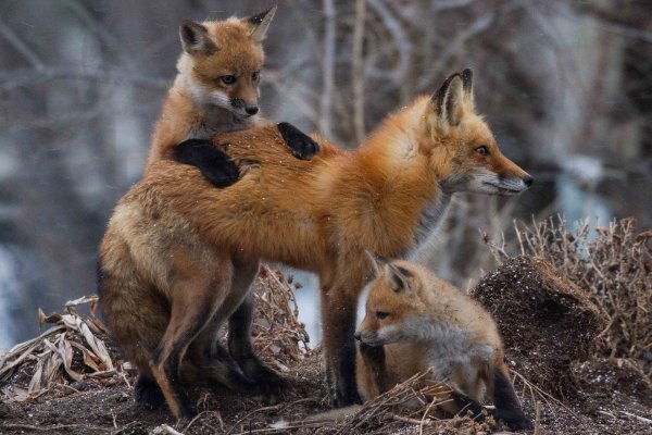 Животные весной в лесу
