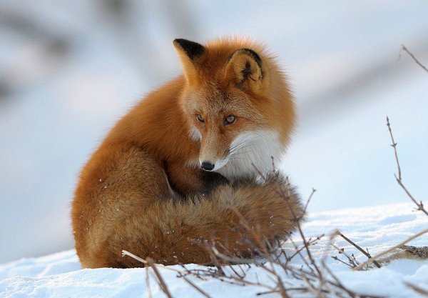 Лиса летом в лесу