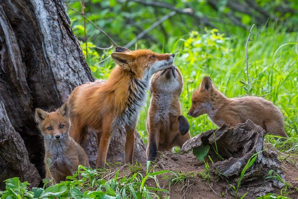 Художник Бонни Маррис