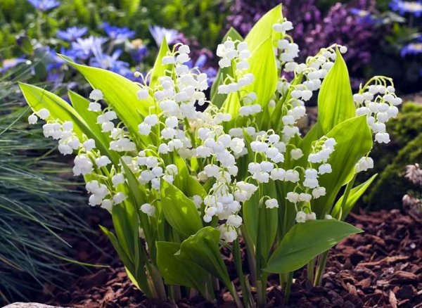 Пролеска Цветущая Поляна