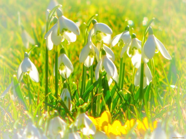 Красивые весенние пейзажи