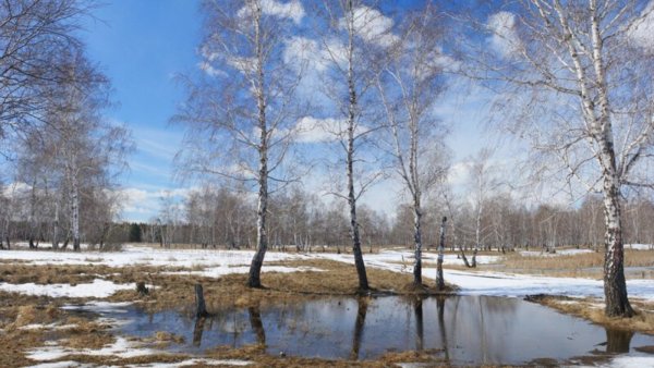 Весенний лес в Сибири
