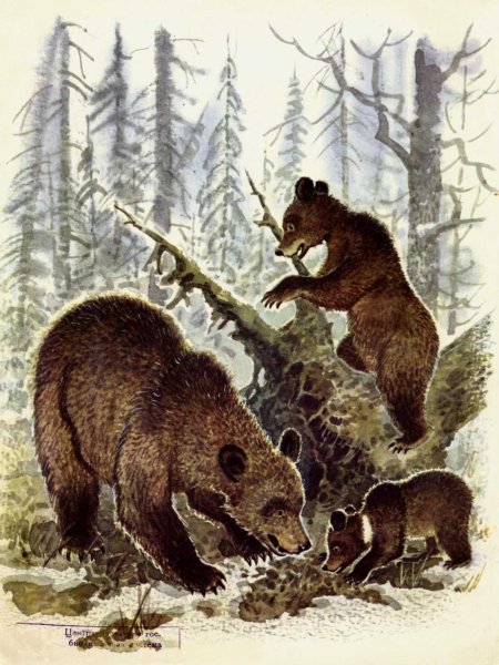 Акимушкин, Игорь Иванович. Жил-был медведь