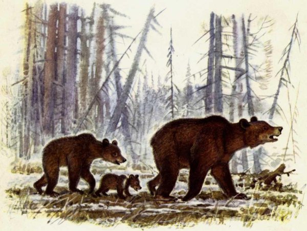 Медведица с медвежатами Пестун