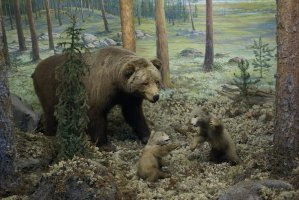 Медведица с медвежатами Пестун