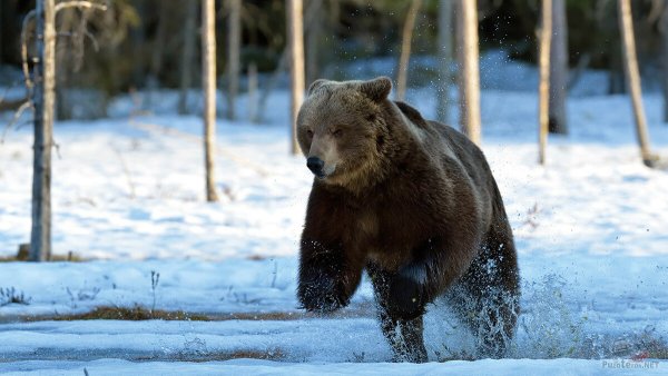 Животные весной для детей