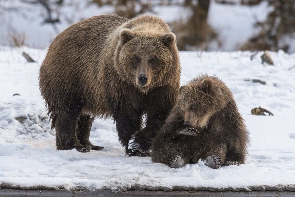 Уссурийский бурый медведь