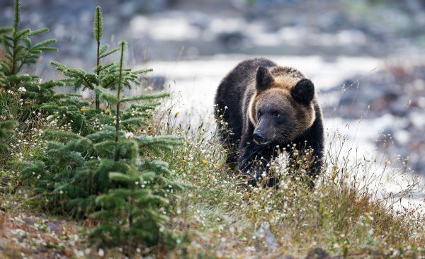 Медвежонок в лесу для детей