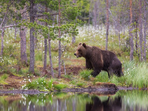 Весна медвежонка