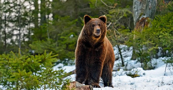 Медвежонок в лесу