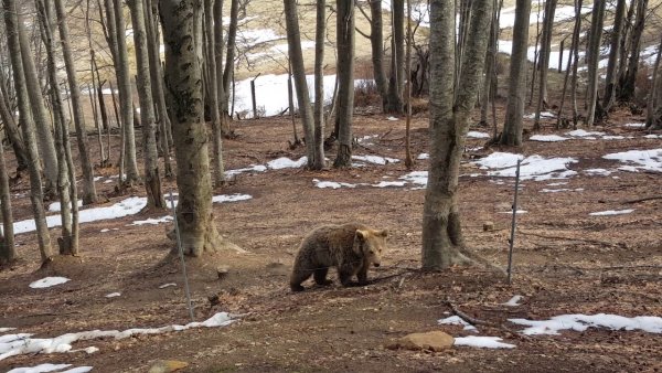 Берлогемедведьв берлоге