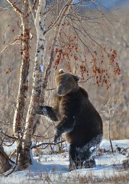 Художница Bonnie Marris.