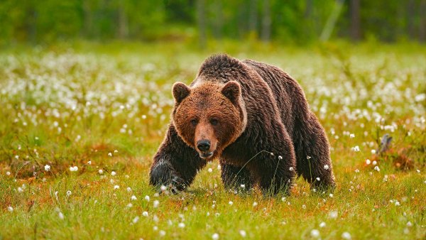 Медведь на Поляне