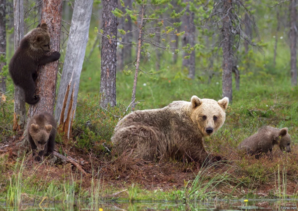 Медведь весной